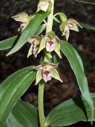 Epipactis 2